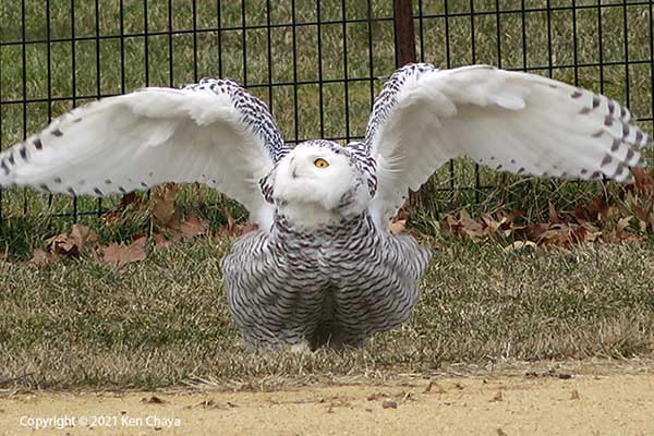 Snowy Owl