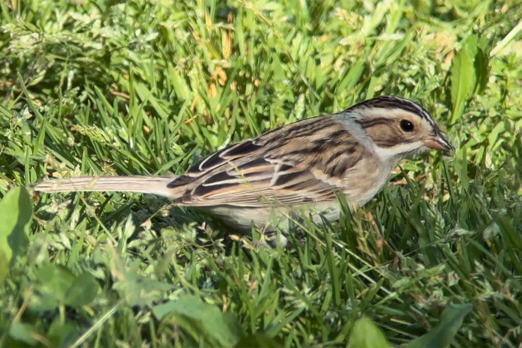 Clay-colored Sparrow © 2024 D. Bruce Yolton