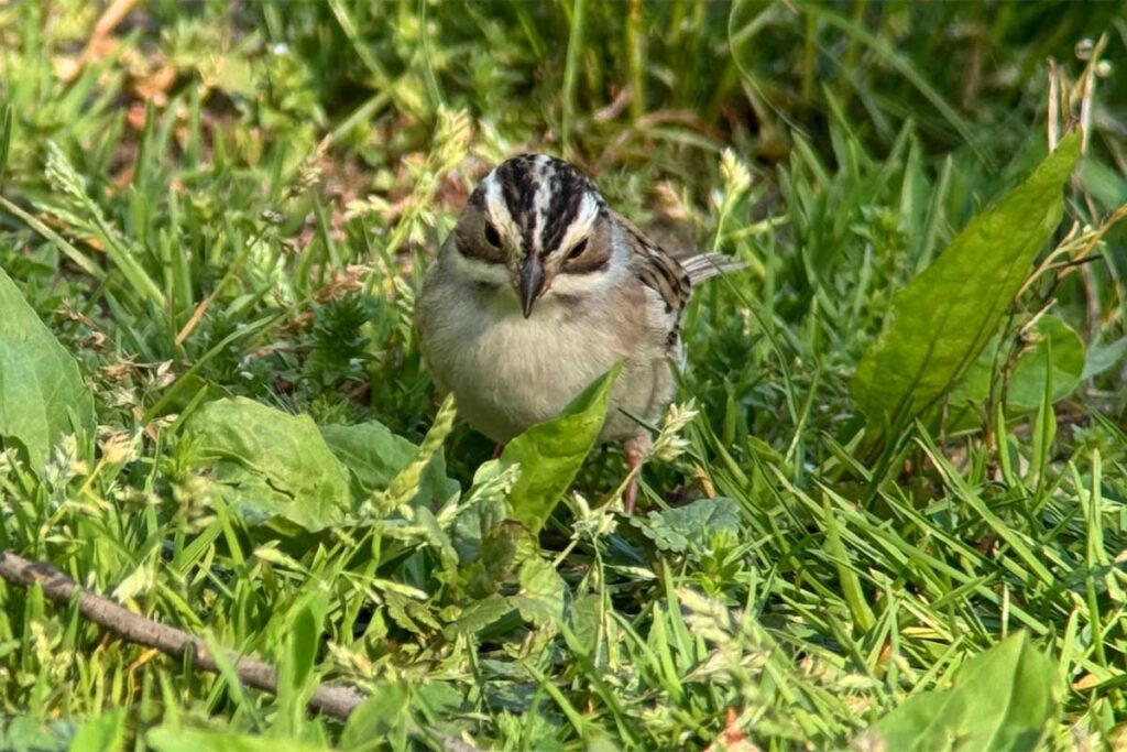 Clay-colored Sparrow 2 © 2024 D. Bruce Yolton