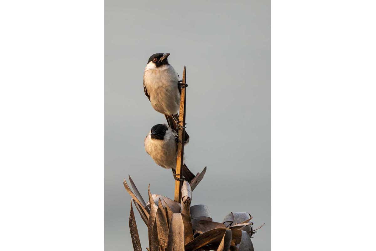 Sooty Headed Bulbul