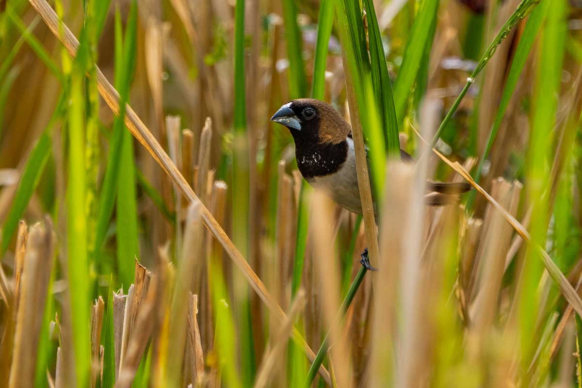 Javan Munia