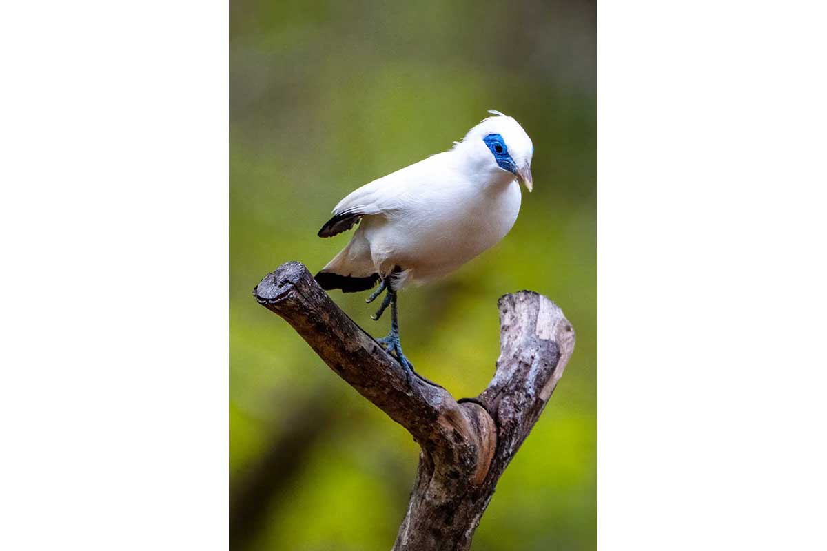 Bali Myna