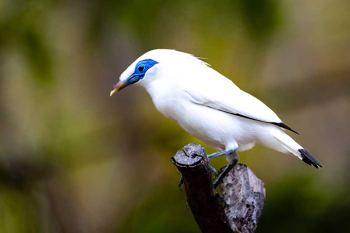 Bali Myna