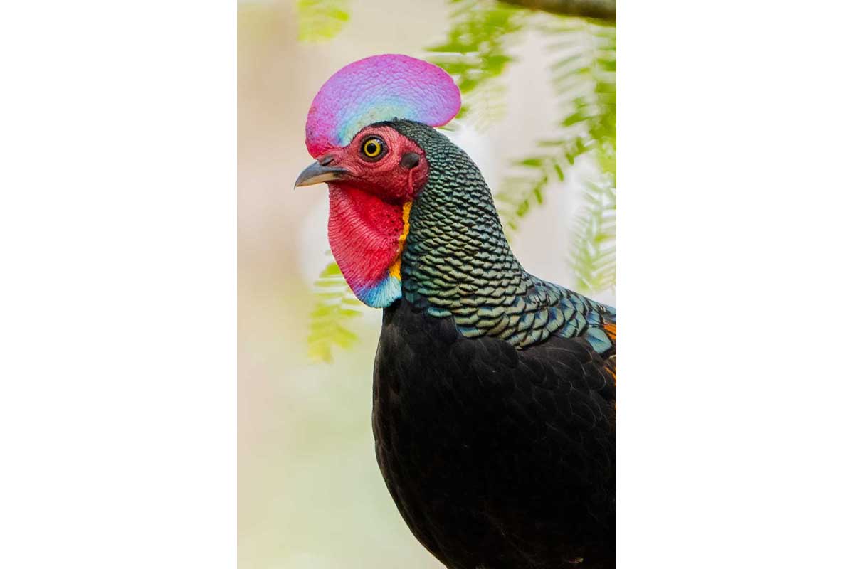 Green Junglefowl