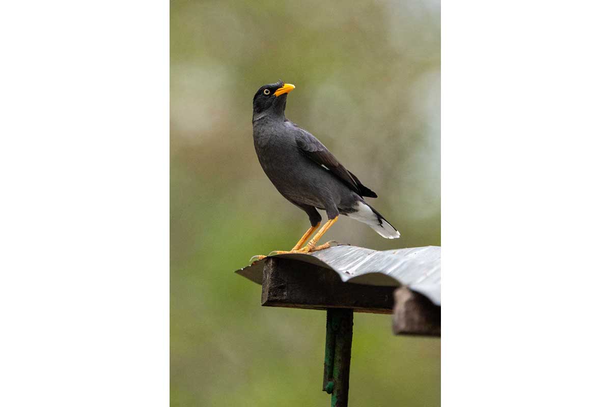 Javan Myna