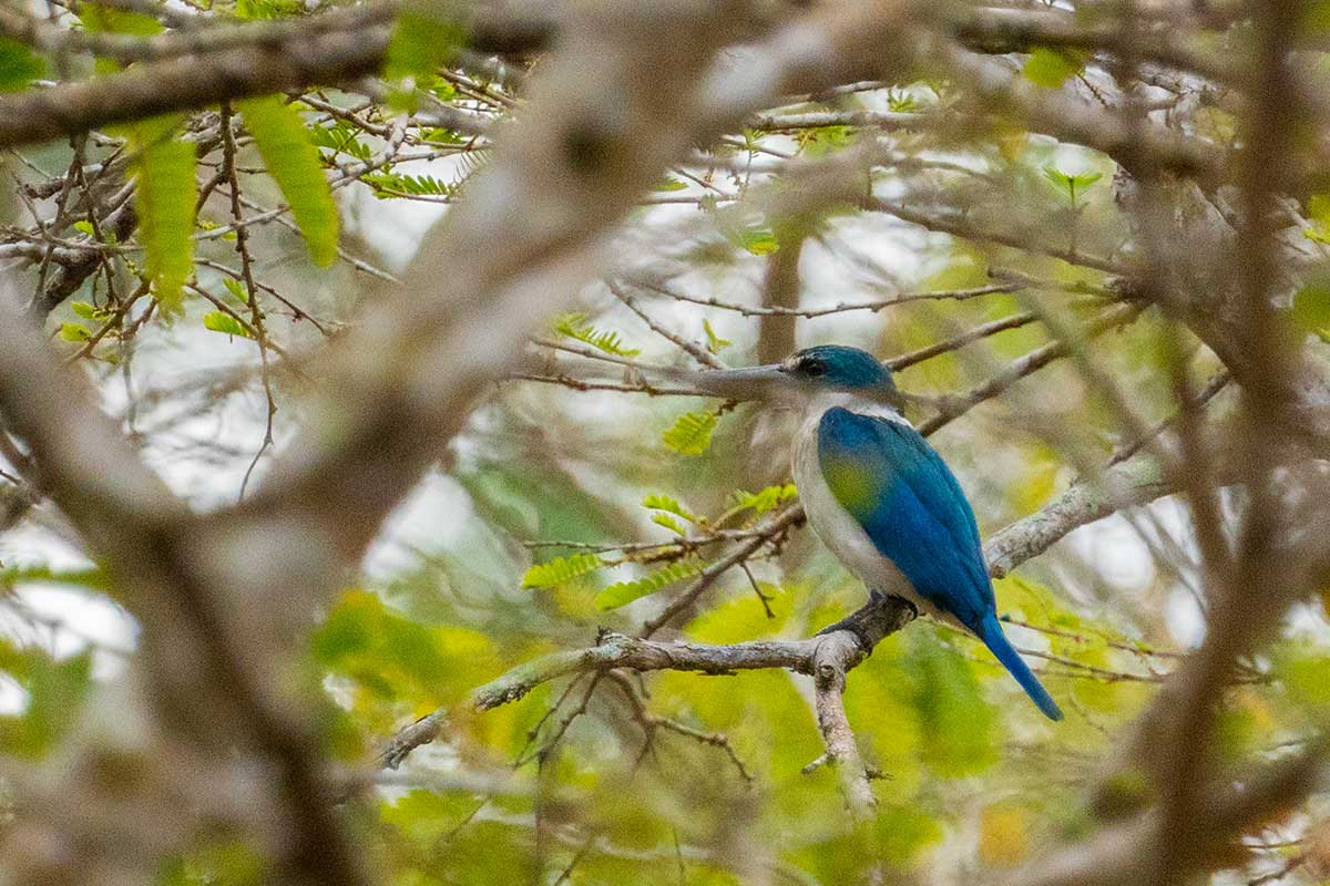 Collared Kingfisher