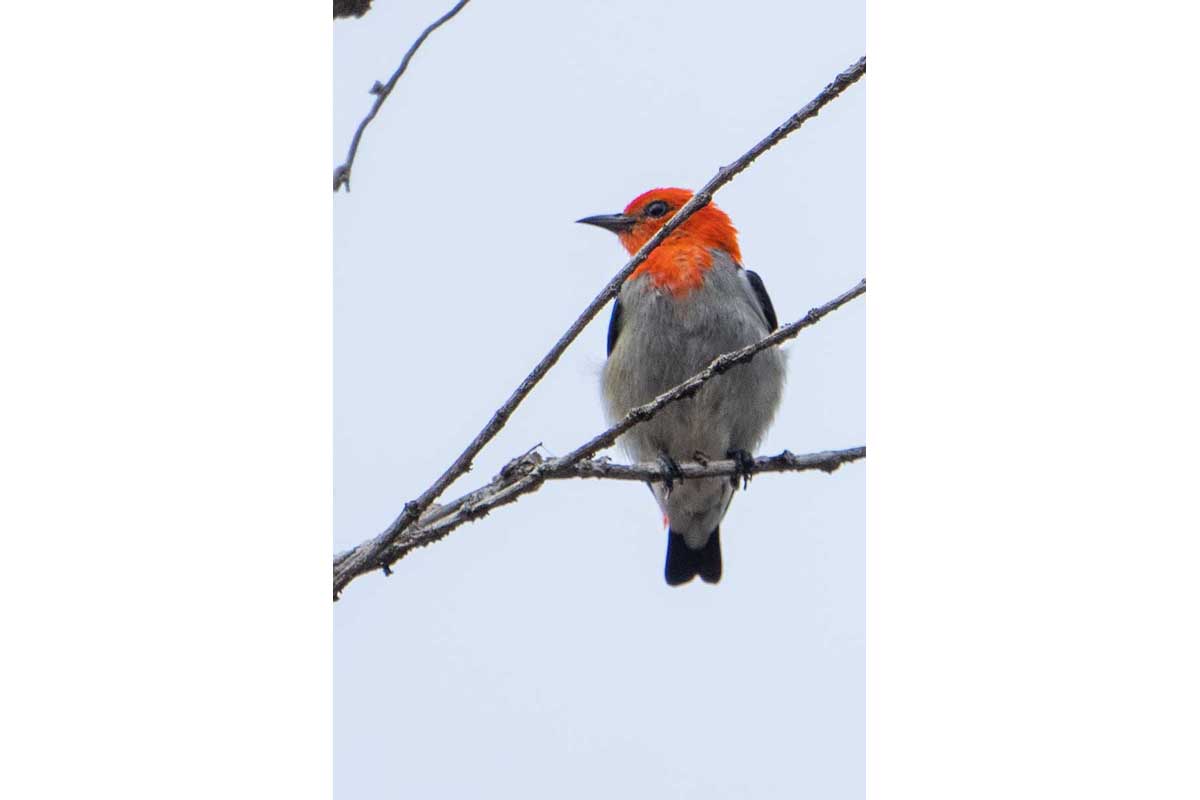 Scarlet-headed Flowerpecker