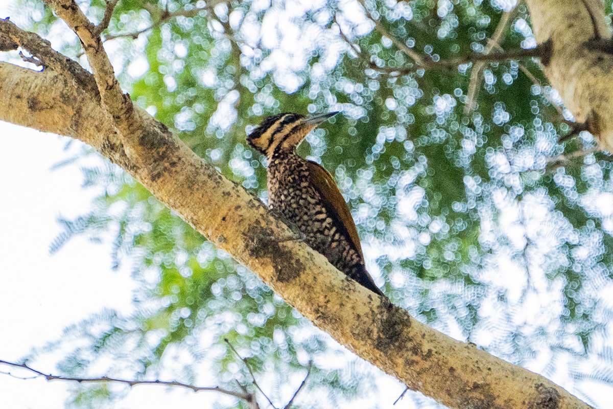 Common Flameback