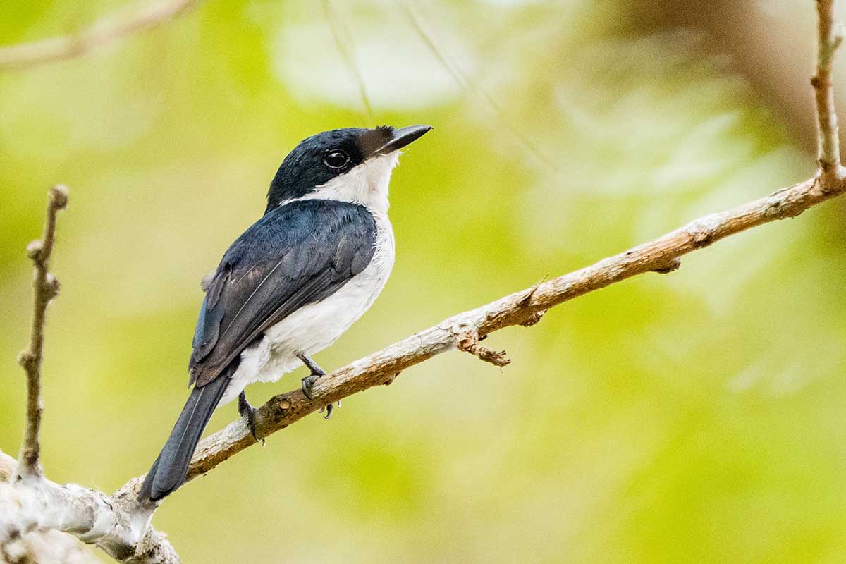 Black Winged Flycatcher