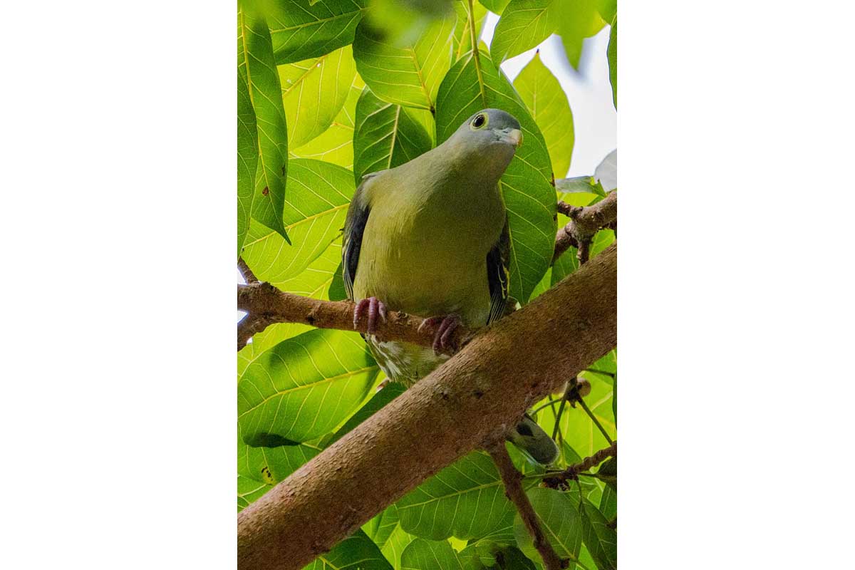 Gray-cheeked Green Pigeon