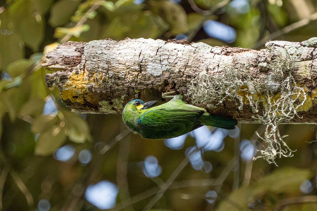 Yellow-earned Barbet