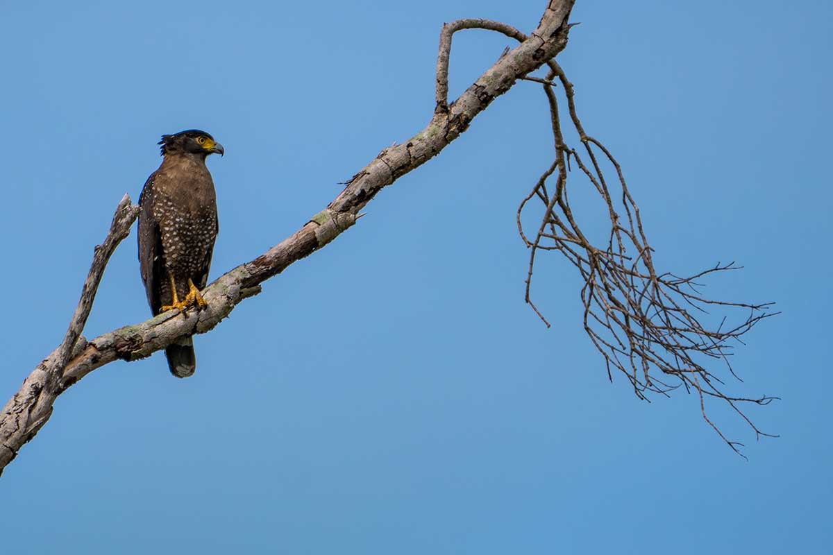 Crested Serpent Eagle