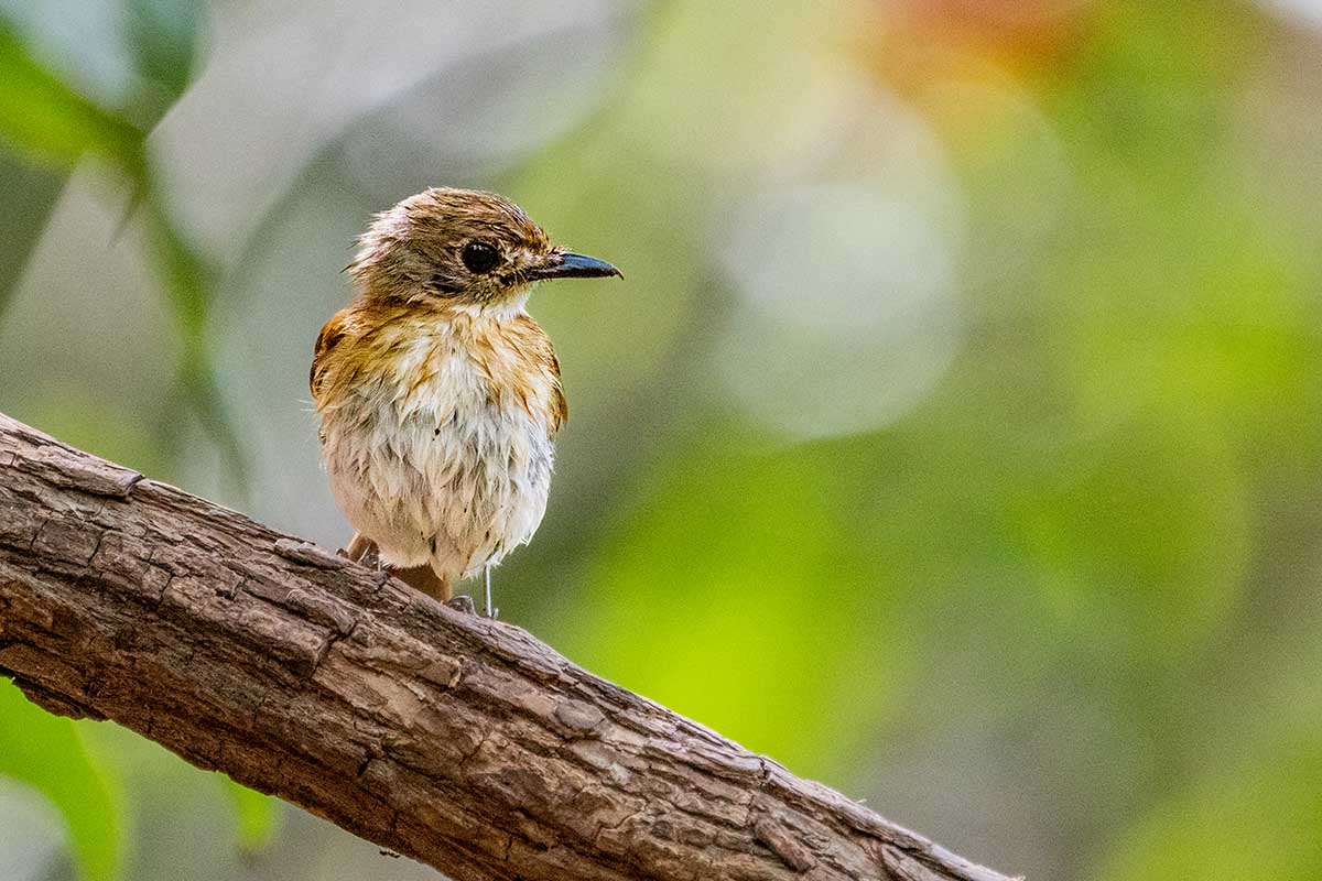 Fulvous-chested Jungle Flycatcher