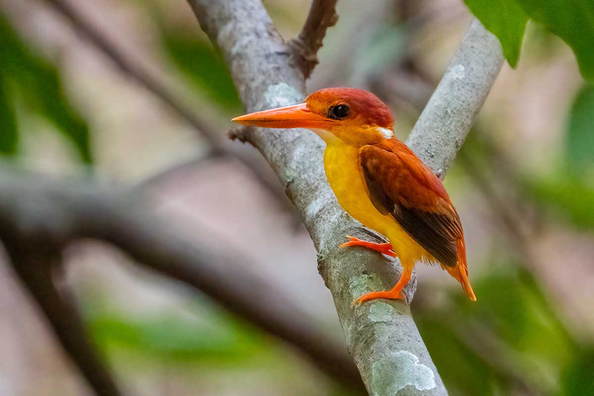 Rufous-backed Dwarf Kingfisher