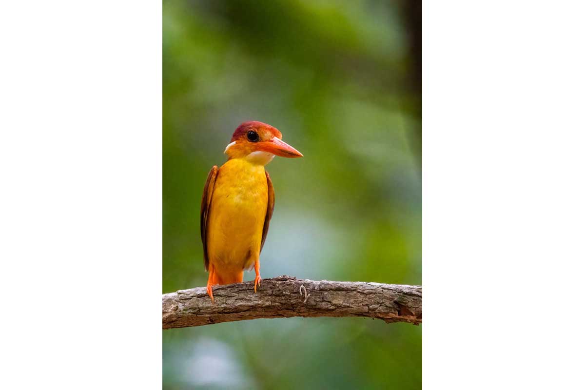 Rufous-backed Dwarf Kingfisher