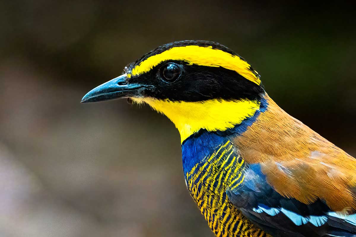 Javan Banded Pitta