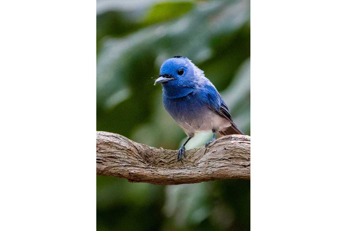 Black-capped Monarch