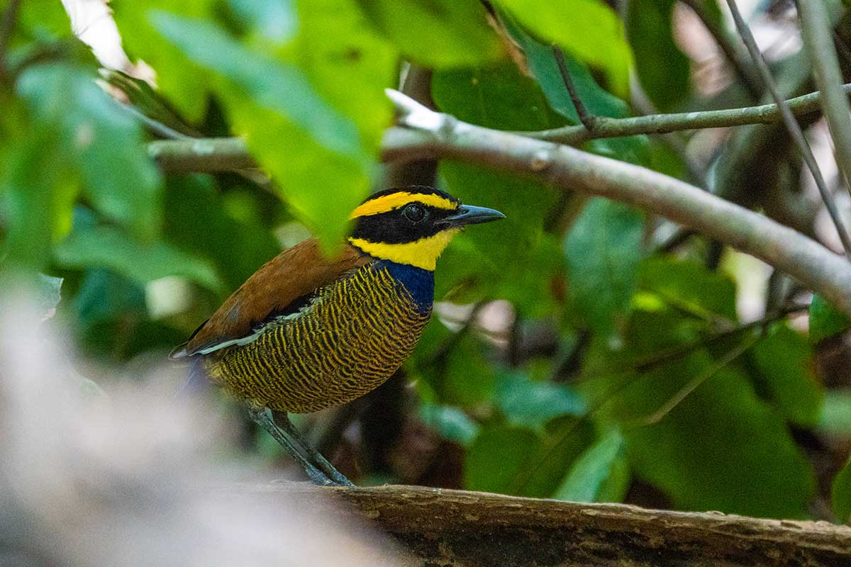 Javan Banded Pitta