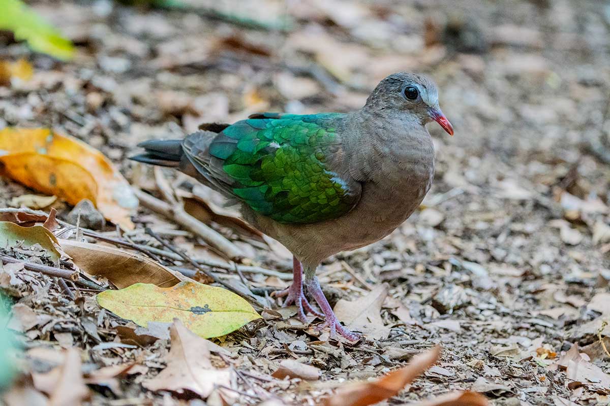 Asian Emerald Dove