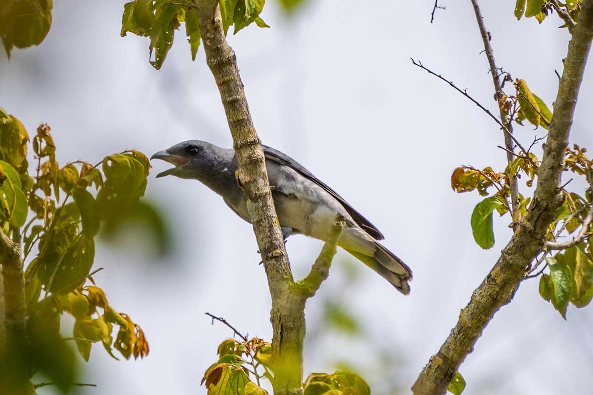 Oriental Cuckooshrike