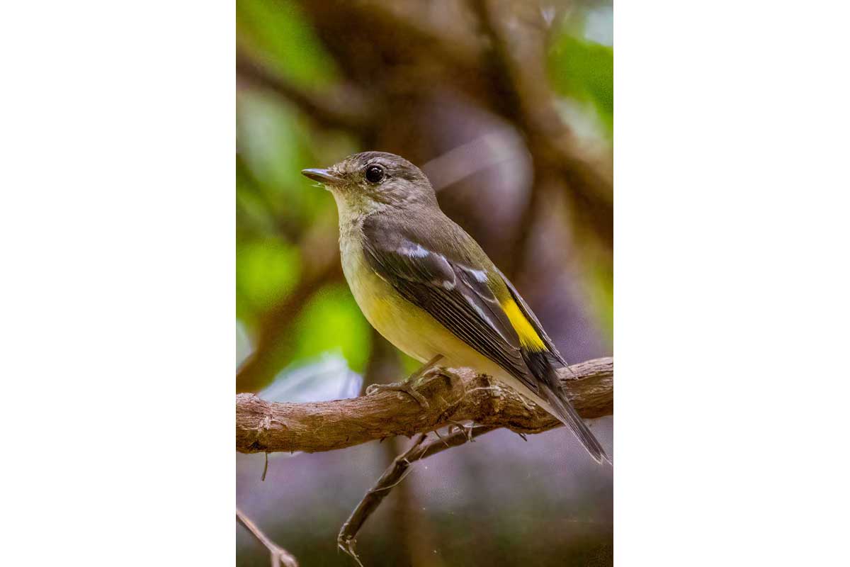 Yellow-rumped Flycatcher