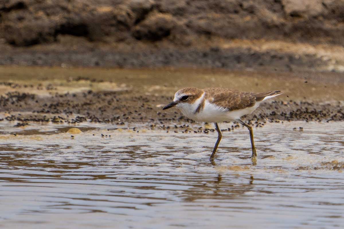 Javan Plover