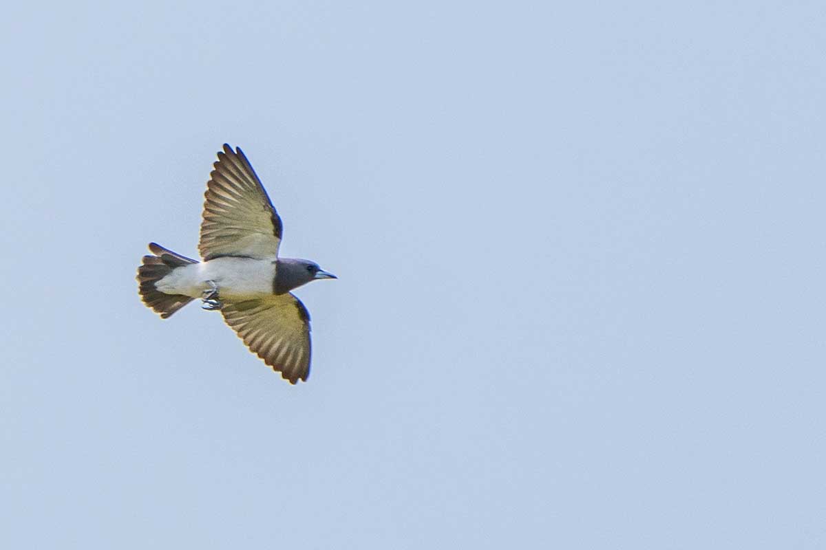 White-breasted Woodswallow