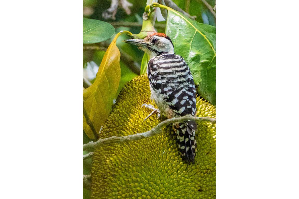 Freckle-breasted Woodpecker