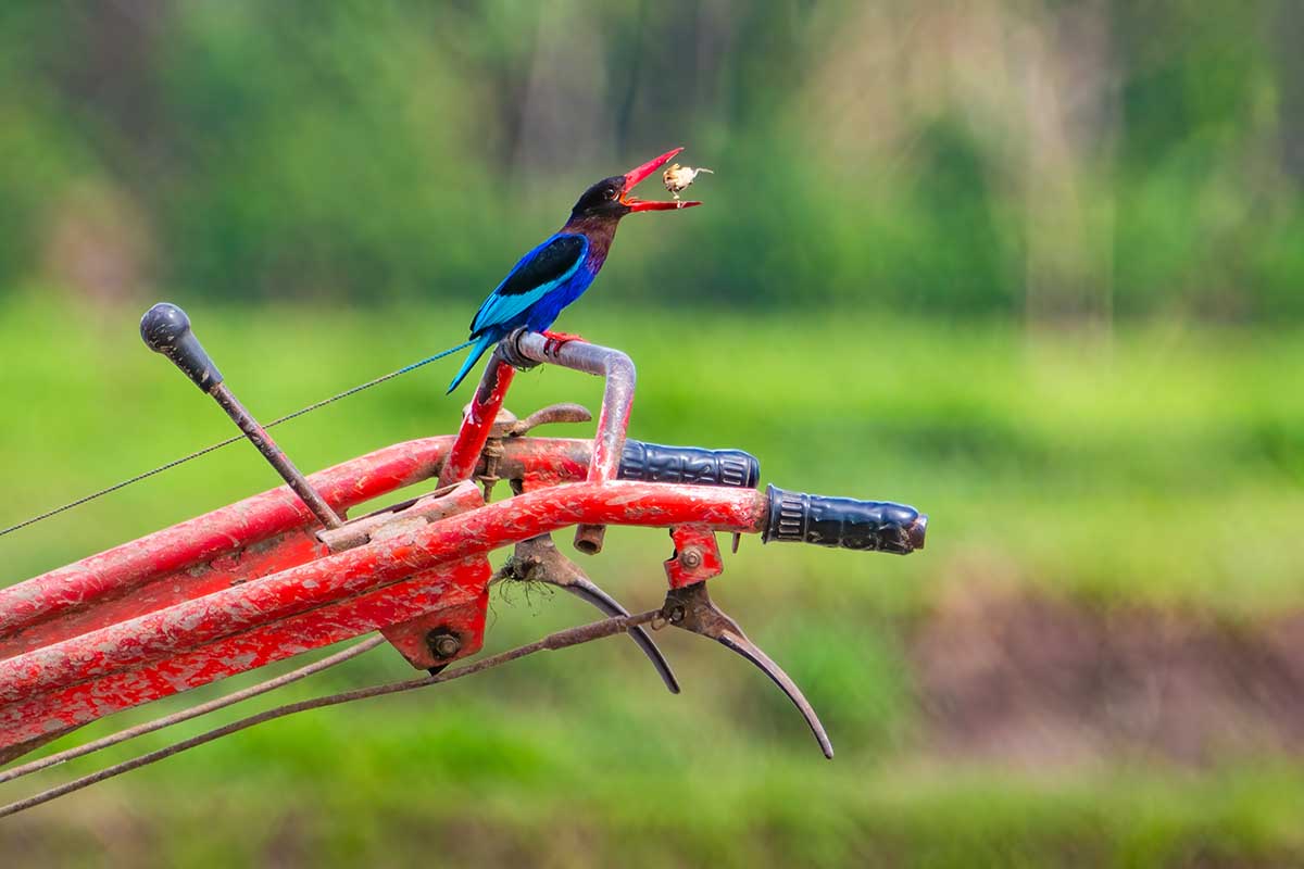 Javan Kingfisher