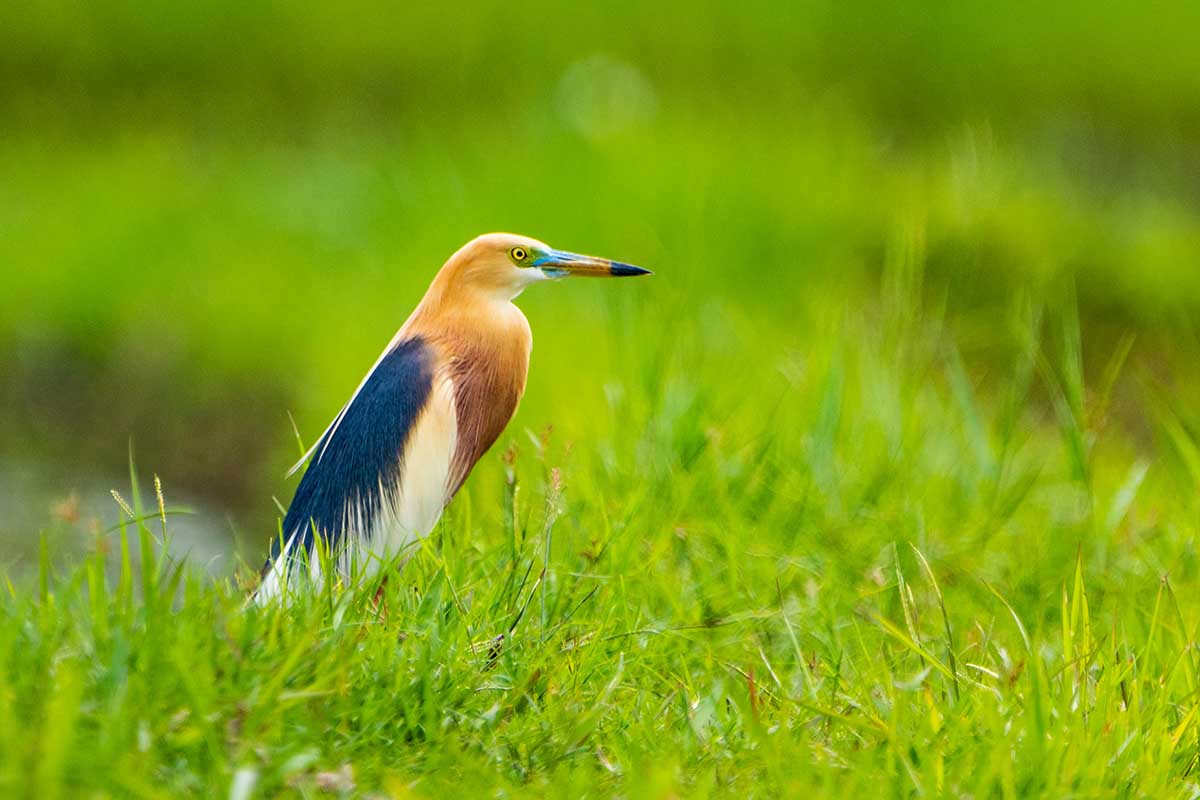 Javan Pond Heron