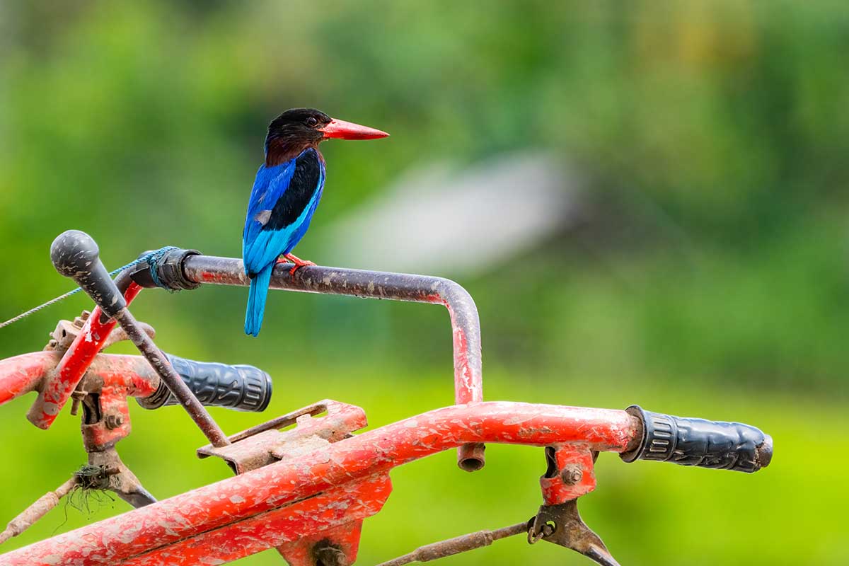 Javan Kingfisher