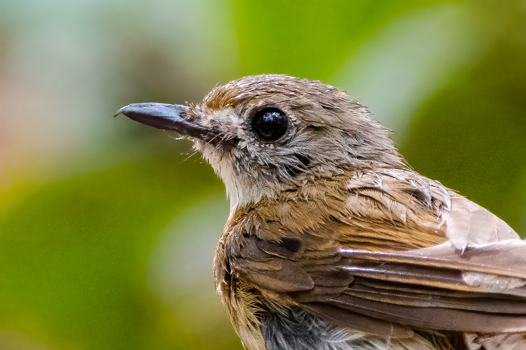 Fulvous-chested Jungle Flycatcher