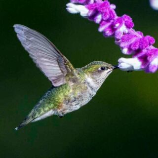 Get excited! Our Tuesday Central Park fall migration walks start on Tuesday, September 3rd. The walks are free, and everyone is welcome, but registration on our website is required. Check out this gorgeous Ruby-throated hummingbird captured by member Mindy Kaufman in the fall of 2023. #linnaeansocietyofny #fallmigration #birdingnyc #centralpark