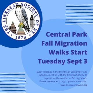 Birders get ready for FALL MIGRATION. 

Please join us every Tuesday morning in September and October. Register for the following week's walk, Wednesday-Sunday. You won't regret it! 

#CentralPark #CentralParkNYC #aWalkInThePark #UrbanNature #UrbanBirds #MigrationNeverEnds #BuildingCommunity #FallMigration #FallBirding #linnaeansocietyofnewyork