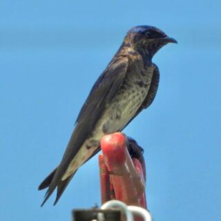 On the July 6th "Purple Martins Plus" field trip to Staten Island, leader Howard Fischer focused on nesting birds. The participants went to Conference House Park, Mount Loretto Unique Area, Lemon Creek Park, and Great Kills Park. A total of 55 bird species were spotted. 

Read more: https://bit.ly/3XmVQGp 

Photo Credits:
Purple-Martin-Kate-Byrne
Purple-Martin-Chicks-Lisa-Kroop
Great-Crested-Flycatcher-Kate-Byrne
Little-Blue-Heron-Lisa-Kroop
Bank-Swallow-Kate-Byrne
Blue-Grosbeak-Kate-Byrne

#LSNY #LSNYbirds #LinnaeanNY  #LinnaeanSocietyofNewYork #StayCurious