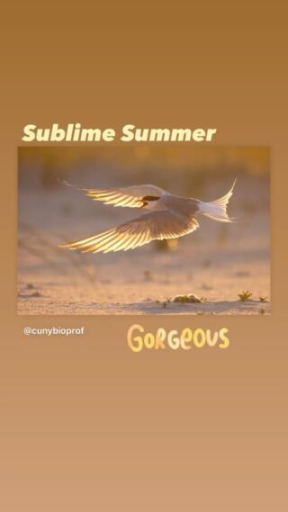 😎 Guess who had a great summer? Our community of bird and nature lovers!

Thanks to everyone who has shared their summer fun and observations with us. From Colorado to Connecticut, Ecuador to Iceland, the Hudson Valley to the Long Island shores, we’ve loved it all. 🙏🏼 

Fall migration is underway (have you checked our free fall walk schedule?) so let’s keep the fun flowing. 

Summer Shares become Fall Finds. Keep on tagging us in all your amazing photography. We are here for it. 

📸 
Share what you’re seeing:
🐦 Birds, 🦋 insects, mammals and 🍄‍🟫 fungus. 

#staycurious #linnaeansocietyofnewyork #lsnybirds #linnaeanny #centralpark #fallmigration #birding