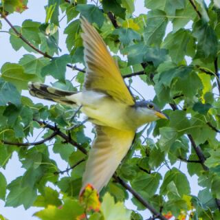 Fall Migration is here! Yesterday, we saw three (possibly four) Yellow-billed Cuckoos. Thanks to Rahil Patel for the excellent photos!
 
🍁 Just a friendly reminder - as Fall migrants return to Central Park - so do our Central Park community walks! 

🐦 FREE and OPEN TO ALL, walks are every TUESDAY morning, September through October. 

🌞Beginner and experienced birders, alike, are encouraged to participate. 

More 👀 &👂= more 🦉🦅🐤🐦🦆 for everyone! 

🍂 To ensure we have plenty of volunteer leaders on hand, and to keep groups small and engaged, REGISTRATION IS REQUIRED. (Note: registration opens every Wednesday, at 9am and closes Sunday, at 6pm) 

Visit the Field Trips section of our website to register and for details. (Link in Bio) 

🌎🪶🐦See you in the park!!🐦🪶🌎

#LSNYbirds #LinnaeanNY #StayCurious #Birds #Birding #FallMigration #CentralPark #CentralParkNYC #aWalkInThePark #UrbanNature #UrbanBirds #MigrationNeverEnds #BuildingCommunity