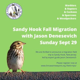 Register now to join Jason Denesevich and the LSNY on a Sandy Hook, New Jersey, FALL MIGRATION field trip. It's going to be epic. 

https://bit.ly/SandyHookSept2024
This one's going to fill up fast! 

Photo: Kristin Ellington @krs10ellington
#LSNY #LSNYbirds #LinnaeanNY #LinnaeanSocietyofNewYork #StayCurious