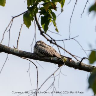 Our Fall Migration walks are the talk of the town, and so are these Common Nighthawks hanging out near the castle! Thanks to Rahil Patel for the photo!

🍁 LSNY Fall migration walks are happening throughout October in Central Park!

🐦 FREE and OPEN TO ALL, walks are every TUESDAY morning through October.

🌞 Beginner and experienced birders are encouraged to participate.

More 👀 &👂= more 🦉🦅🐤🐦🦆 for everyone!

🍂 To ensure we have plenty of volunteer leaders at the ready and to keep groups small and engaged, REGISTRATION IS REQUIRED. (Note: Registration opens every Wednesday at 9am and closes the following Sunday at 6pm)

Visit the Field Trips section of our website to register and for details. (Link in Bio)

🌎🪶🐦See you in the park!!🐦🪶🌎

#LSNYbirds #LinnaeanNY #StayCurious #Birds #Birding #FallMigration #CentralPark #CentralParkNYC #aWalkInThePark #UrbanNature #UrbanBirds #MigrationNeverEnds #BuildingCommunity