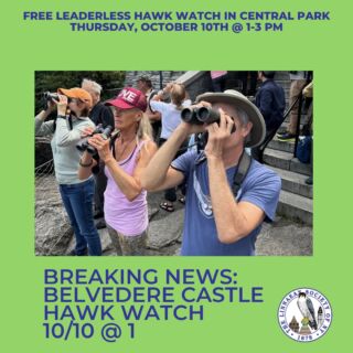 Heads up! We need your eyes on the skies! It’s that time of year when migrating birds of prey head south in large flocks called “kettles,” soaring on thermals from their breeding grounds to their winter habitat.

While you never know what will happen on any given day, when the winds are right, we could be in for a treat!

🦅 Thursday 10/10 at Belvedere Castle, in Central Park, from 1-3-ish

🦅 This Hawk Watch is "leaderless," so bring your bins, enthusiasm, and desire to learn with other community members. 

#LSNY #LSNYbirds #LinnaeanNY #LinnaeanSocietyofNewYork #StayCurious #AMNH #Birds #Ornithology #Conservation #Nature #Birding #HawkWatch

@amnh @linnaeanny @centralpark