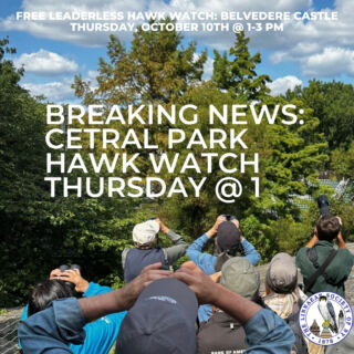 Heads up! The winds look right, and we think TODAY is the day for a Hawk Watch! ⁠
⁠
🦅 Thursday 10/10 at Belvedere Castle, in Central Park, from 1-3-ish⁠
⁠
🦅 This Hawk Watch is "leaderless," so bring your bins, enthusiasm, and desire to learn with other community members. ⁠
⁠
#LSNY #LSNYbirds #LinnaeanNY  #LinnaeanSocietyofNewYork #StayCurious #AMNH #Birds #Ornithology #Conservation #Nature #Birding #HawkWatch⁠
⁠
@amnh @linnaeanny @centralpark