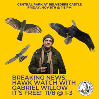 Heads up! Hawk Watch this friday! ⁠
⁠
🦅 FRIDAY 11/8 at Belvedere Castle, in Central Park, from 1-3-ish⁠
⁠
🦅 This Hawk Watch will be led by Gabriel Willow. 

🦅 Bring your bins, enthusiasm, and desire to learn. ⁠
⁠
#LSNY #LSNYbirds #LinnaeanNY #LinnaeanSocietyofNewYork #StayCurious #AMNH #Birds #Ornithology #Conservation #Nature #Birding #HawkWatch #GabrielWillow⁠
⁠
@amnh @linnaeanny @centralpark