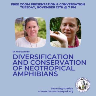 Please join us on Tuesday, November 12th, for our third general meeting of the year. 

Register at: https://bit.ly/LSNYNOV12ZOOM⁠
⁠
Our speaker, Dr. Kelly Zamudio, works at the Department of Integrative Biology at UT Austin. Kelly's research focuses on the evolutionary processes leading to the origin of biodiversity in the highly biodiverse tropics. Her talk will focus on how sexual selection and natural selection have shaped the diversity of frogs in the Neotropics. It's going to be a fascinating talk! Please join us. ⁠
⁠
#LSNY #LSNYbirds #LinnaeanNY #LinnaeanSocietyofNewYork #StayCurious #AMNH #Birds #Ornithology #Biodiversity #Nature #Birding #ClimateChange #Frogs #CitizenScience