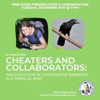 What a fabulous meeting. Our speaker Dr. Christina P. Riehl who is an Associate Professor in Ecology and Evolutionary Biology at Princeton University. Her research focuses on the evolution of avian life history and reproductive biology, especially social behavior, mating systems, and parental care. She is particularly interested in tropical birds, which exhibit a greater diversity of breeding behaviors than their temperate-zone counterparts and remain comparatively under-studied. Christina is a Fellow of the American Ornithological Society and serves as the Editor-in-Chief of the journal Ornithology. She received her Ph.D. from Princeton University in 2011 and completed postdoctoral fellowships at the Smithsonian Tropical Research Institute and at the Harvard Society of Fellows before returning to Princeton as a faculty member in 2015.