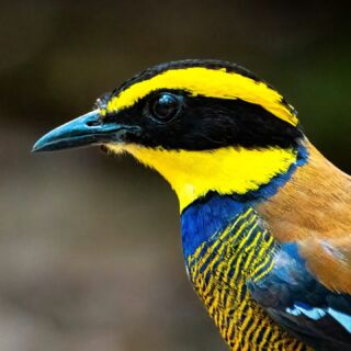 Check out the newly posted article by Rahil Patel chronicling his recent journey to Bali, Indonesia, where he saw wonderful birds such as this Javan Banded PItta. Read all about it at this link: https://bit.ly/bali-rahil-patel