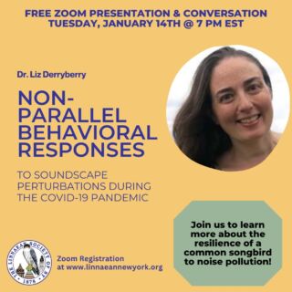 Please join us on Tuesday, January 14th, for our general meeting and guest speaker, Dr. Liz Derryberry!

Register at: https://bit.ly/LSNYJAN14ZOOM
⁠
Our speaker, Dr. Liz Derryberry, conducts her research at the University of Knoxville, TN. Her talk will focus on common songbirds' resilience to noice pollution by comparing soundscapes and songs across the San Francisco Bay Area prior to, during, and after the Spring 2020 statewide COVID shutdown. It's going to be a fascinating talk! Please join us. ⁠
⁠
#LSNY #LSNYbirds #LinnaeanNY #LinnaeanSocietyofNewYork #StayCurious #AMNH #Birds #Ornithology #Biodiversity #Nature #Birding #CitizenScience