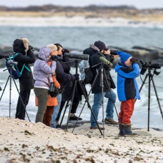 Linnaean Society members braving the cold during "weird duck season" at Jones Beach. (photo: Sandra Beltrão)