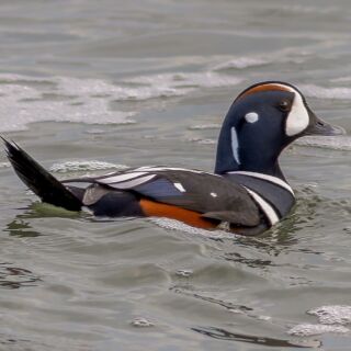 Check out this gorgeous Harlequin Duck seen by the Linnaean Society at Point Lookout. If you aren't signing up for our #Fieldtrips, you are missing all the best birds! (photo: Sandra Beltrao) #LSNY #LSNYbirds #LinnaeanNY #LinnaeanSocietyofNewYork #StayCurious #AMNH #Birds #Ornithology #Biodiversity #Nature #Birding