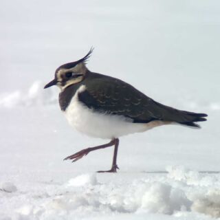 On February 8th-9th, 2025, 14 LSNY members trekked to Montauk with Joe DiCostanzo, looking for wintering birds. To our immense delight (clock those smiles), we were also treated to the rare sighting of a Northern Lapwing on a farm near Water Mill, Long Island. What a great trip! A huge thanks to Joe for delivering a magical winter birding experience.